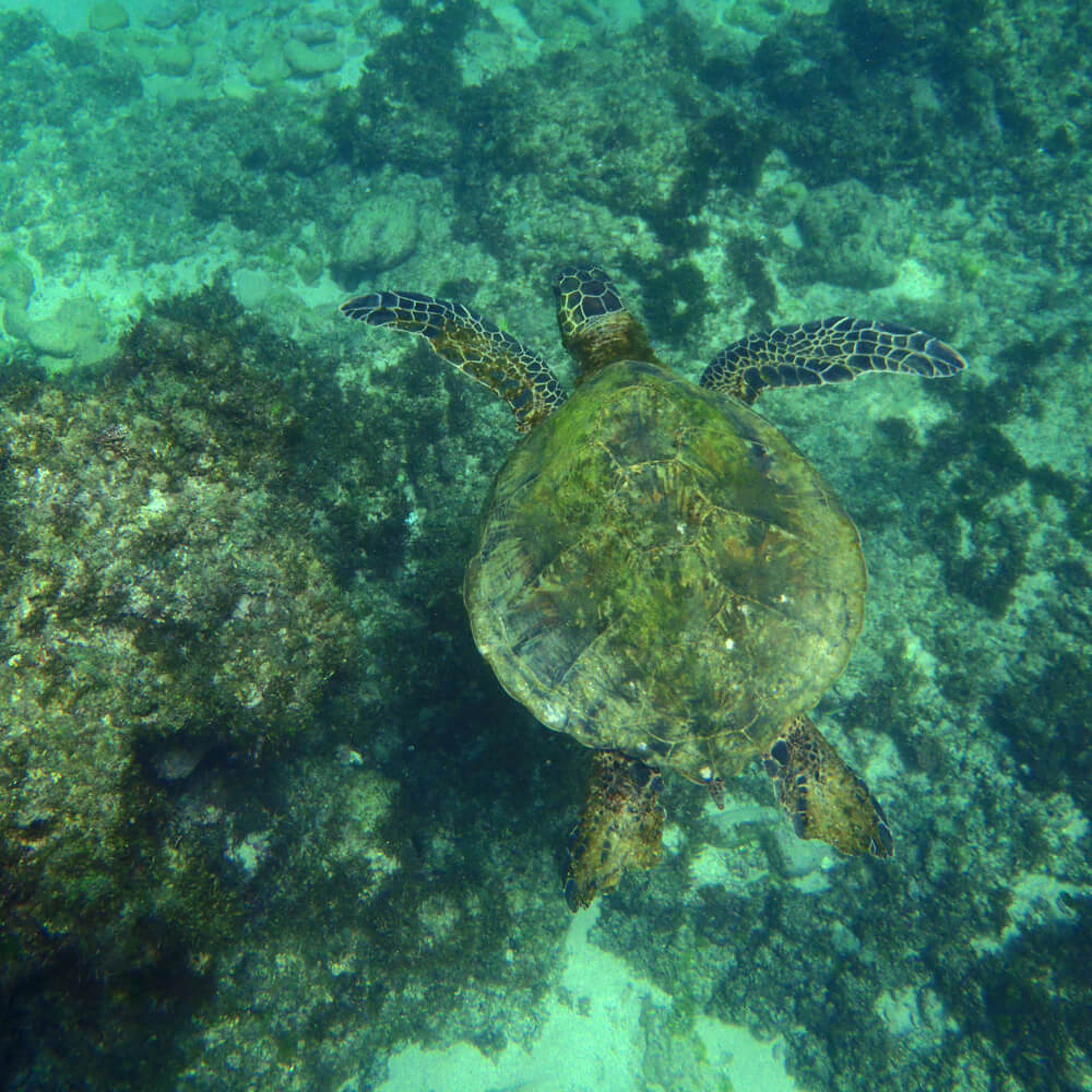 Schildkröten auf Hawaii