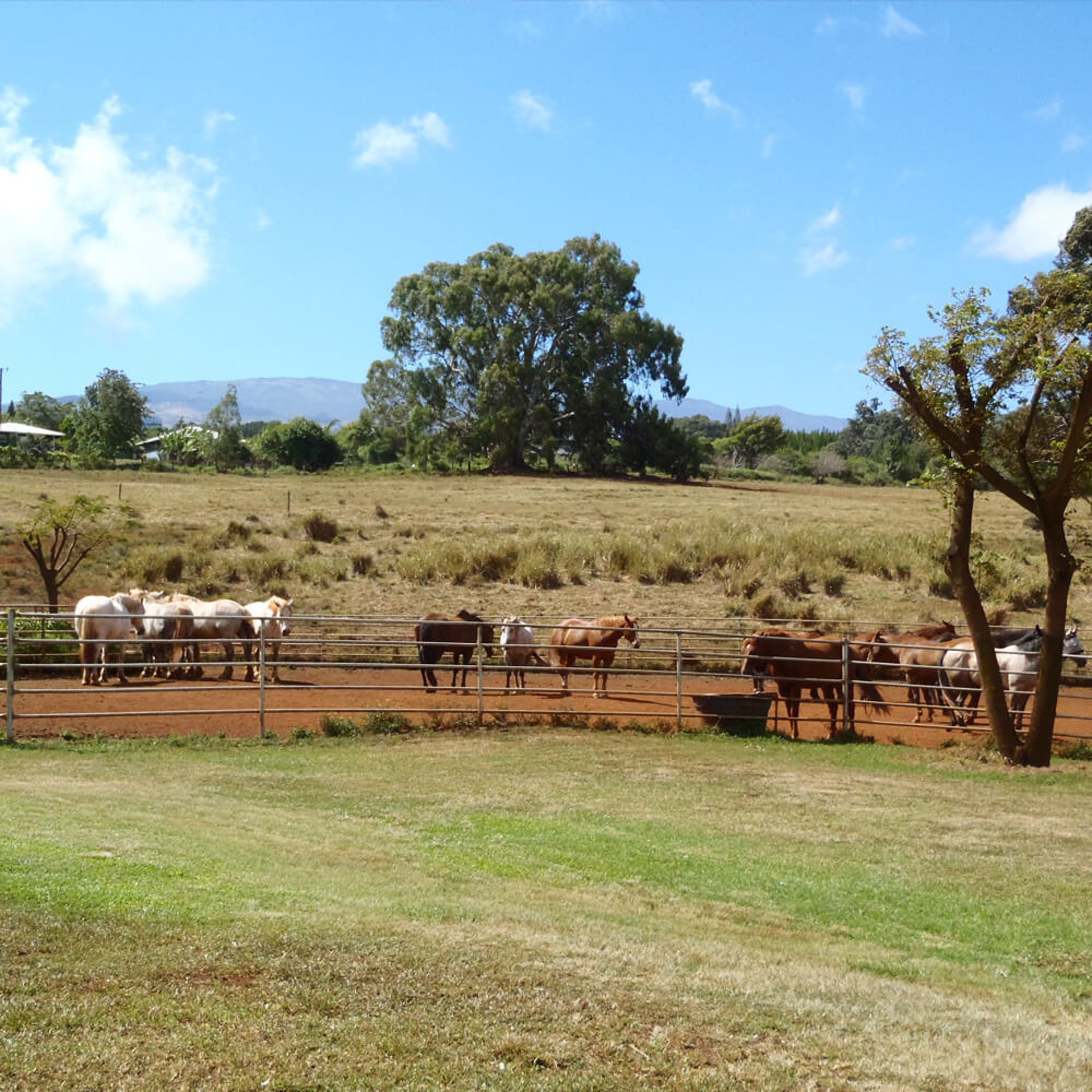 Pi´iholo Ranch