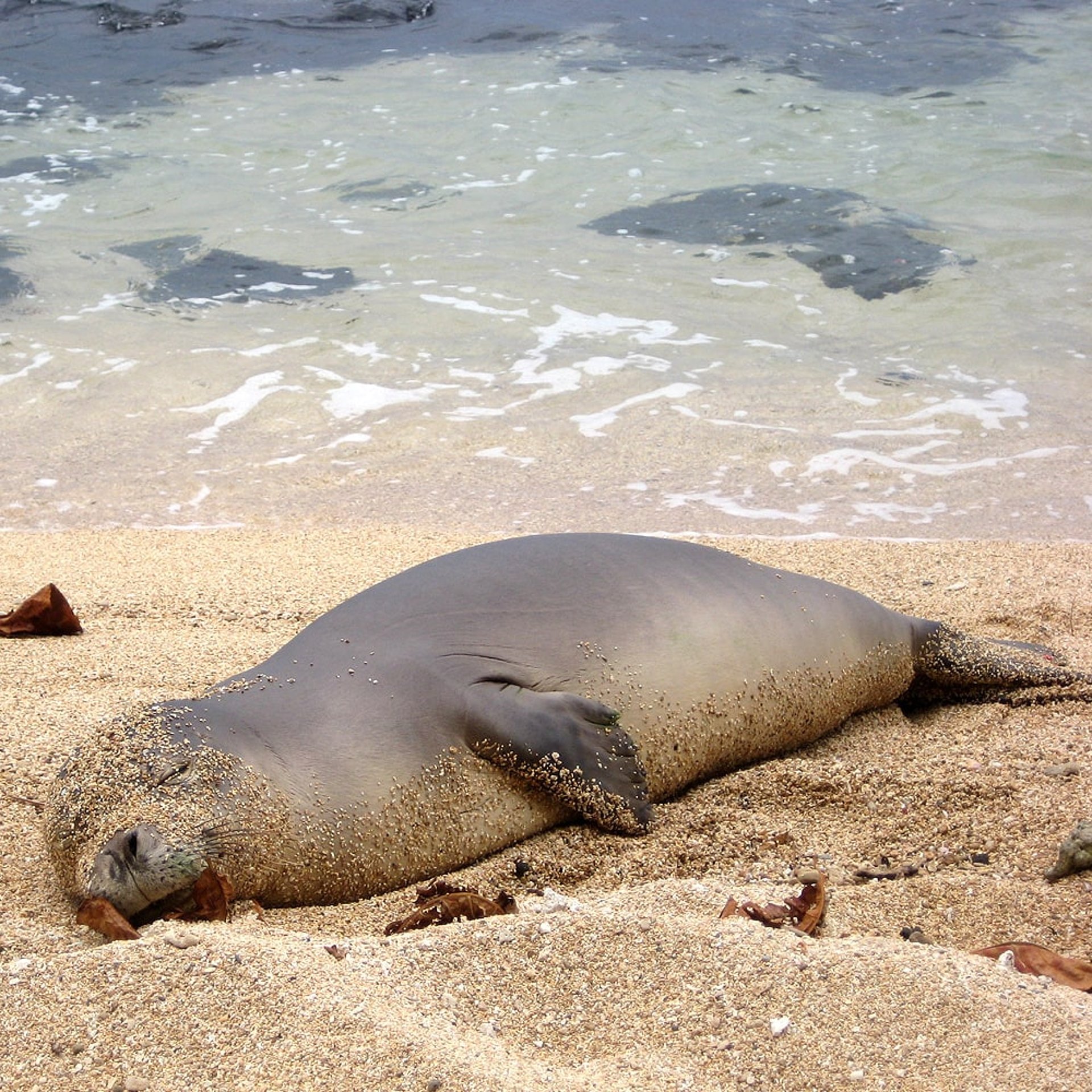 Unser Monk Seal zu Besuch