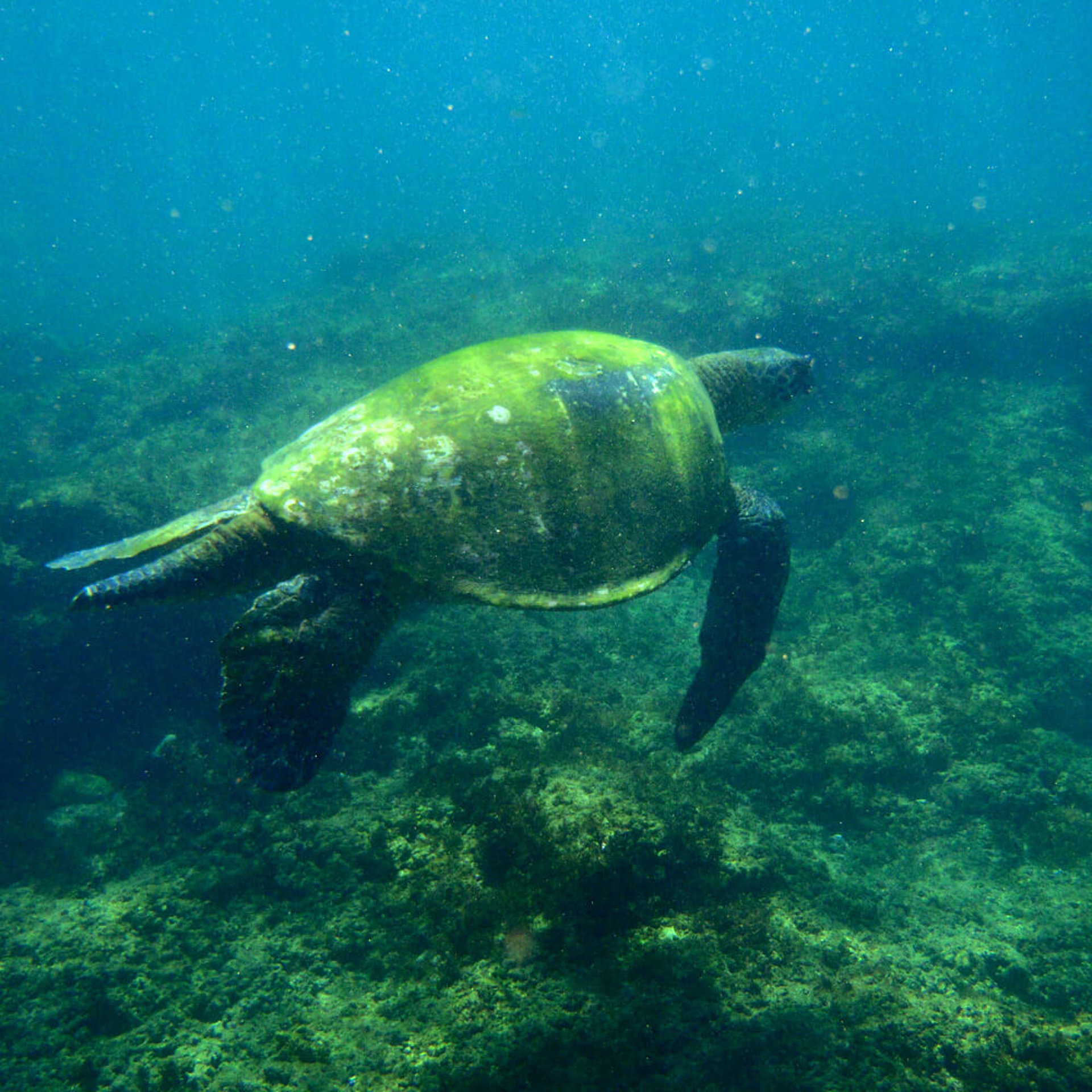 Schildkröten auf Hawaii