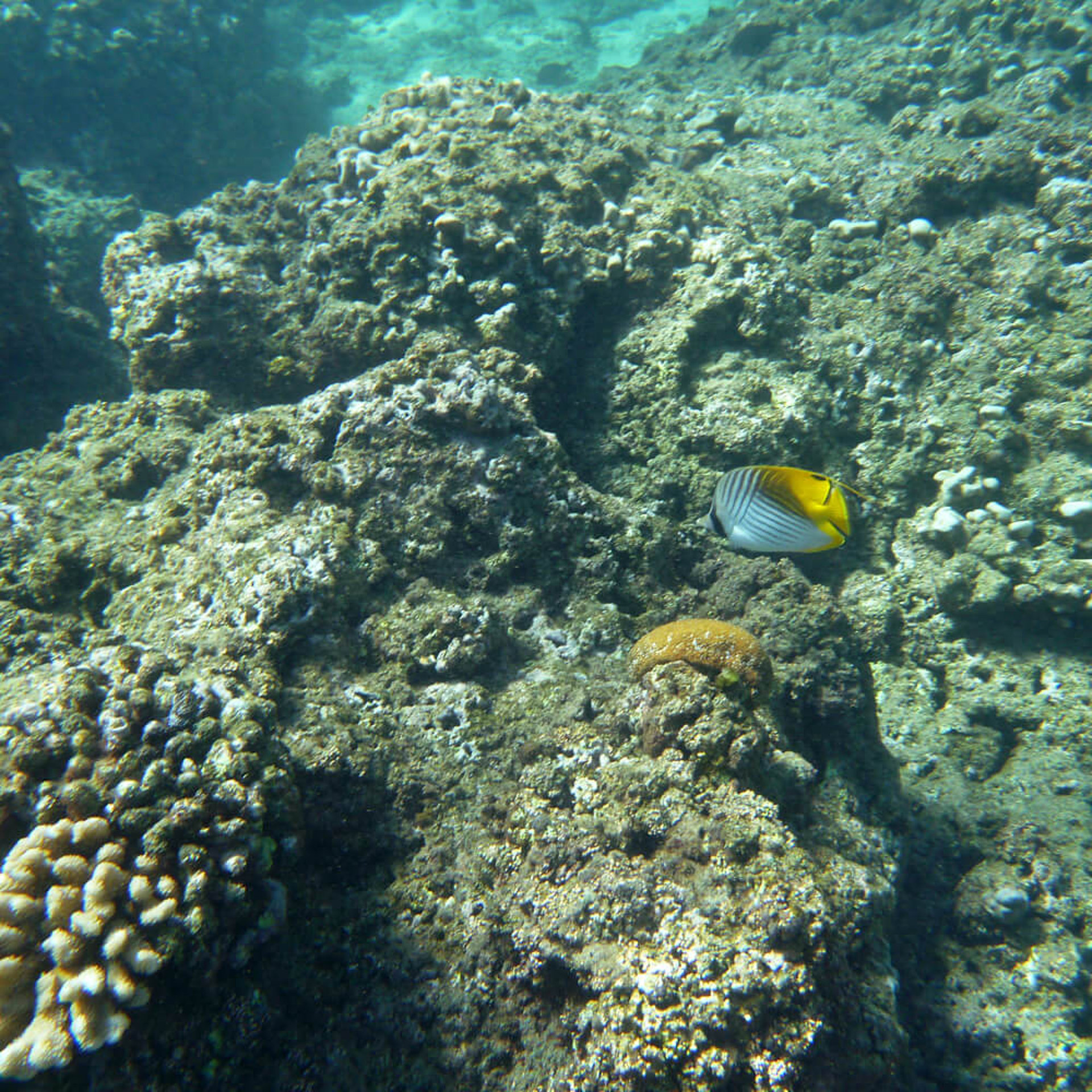 und hier noch die Ausbeute vom Schnorcheln...