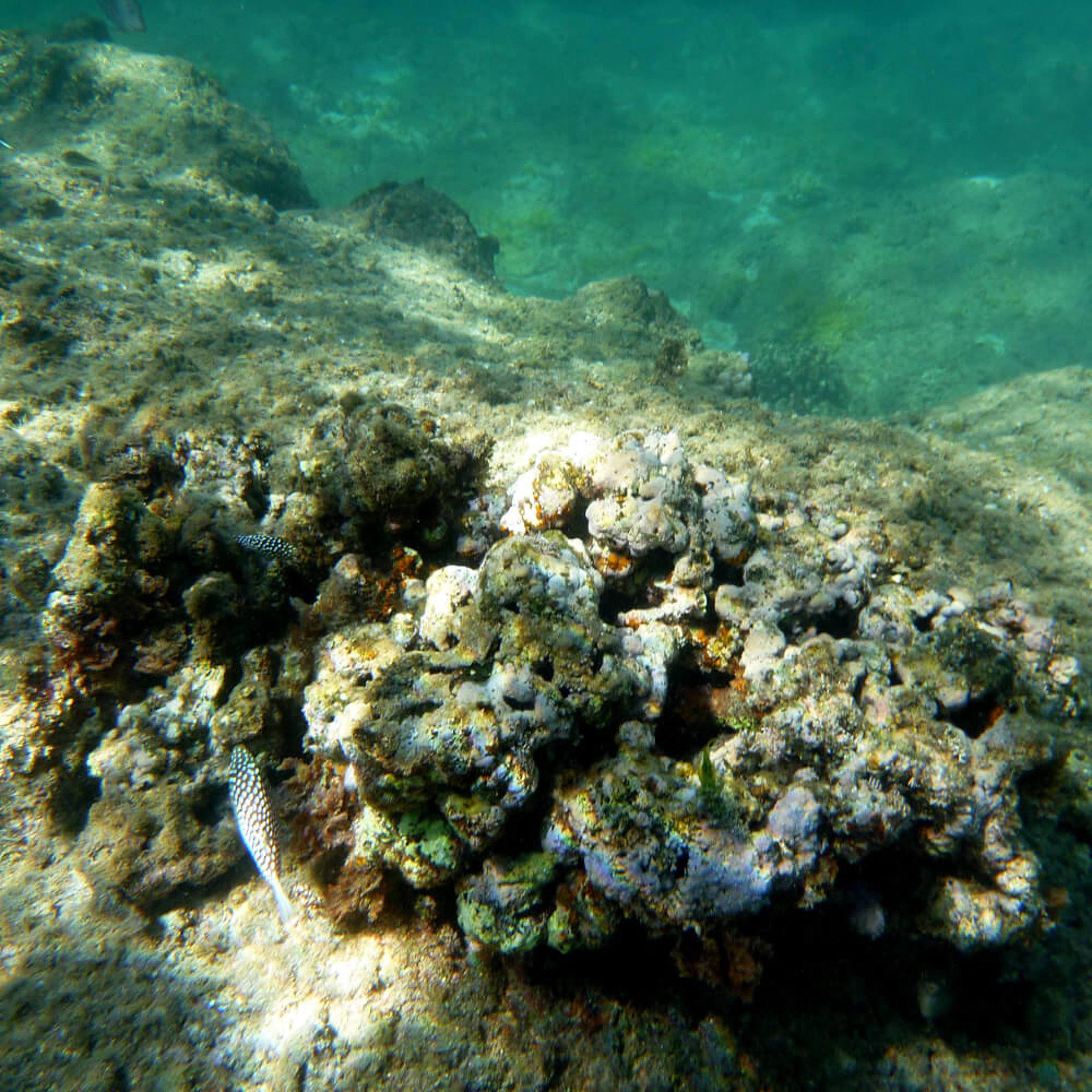 und hier noch die Ausbeute vom Schnorcheln...