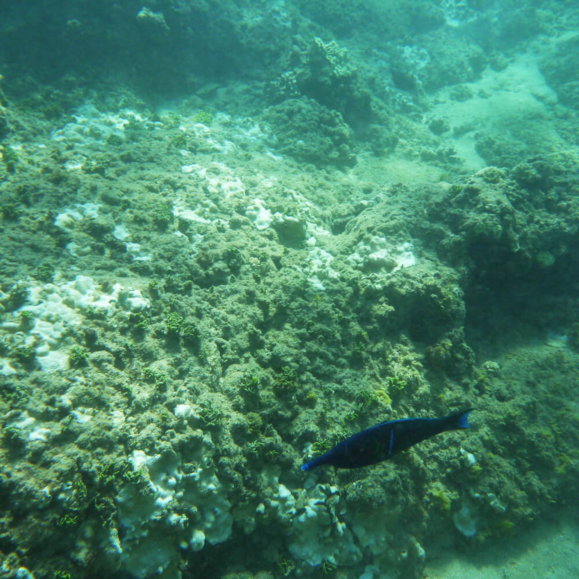 und hier noch die Ausbeute vom Schnorcheln...