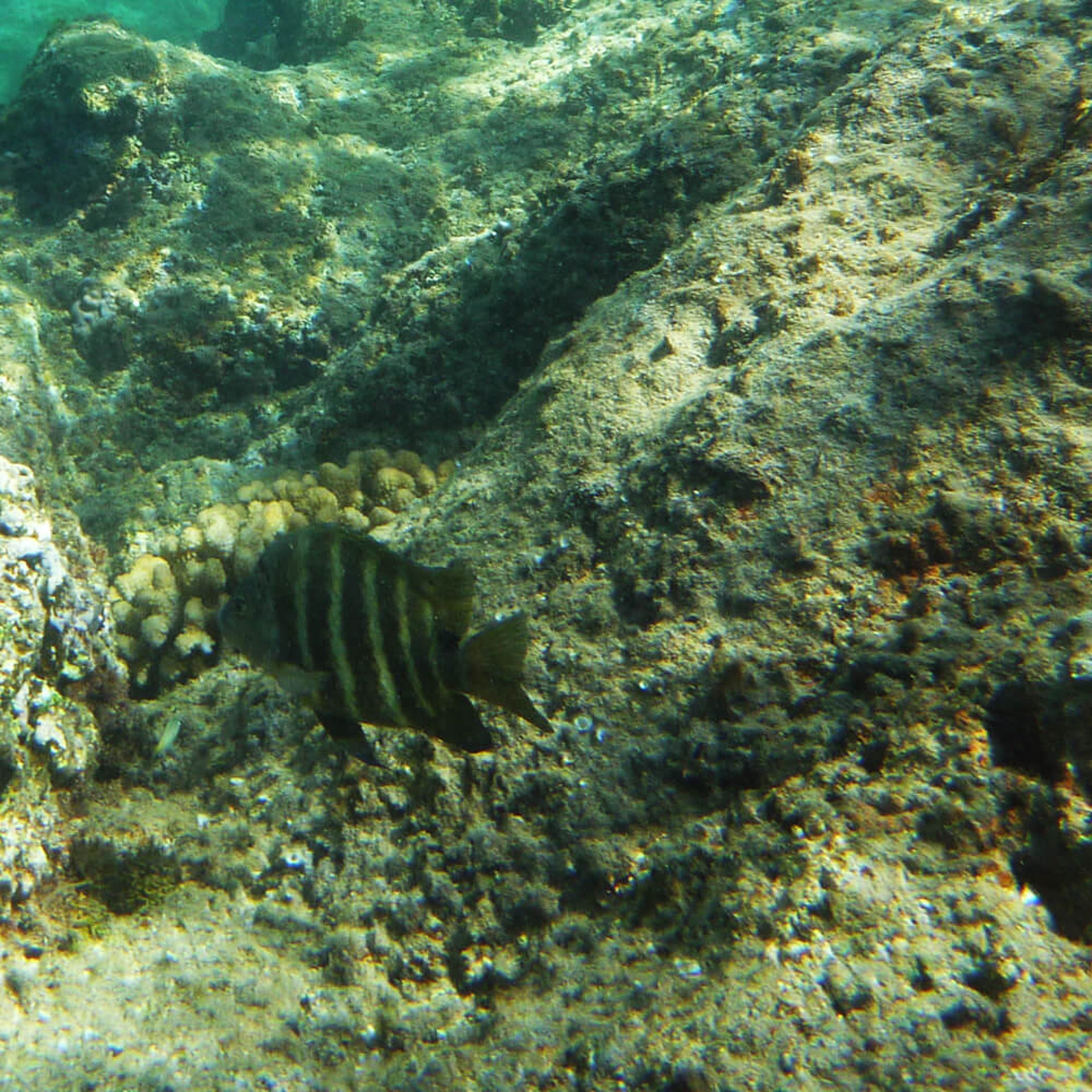 und hier noch die Ausbeute vom Schnorcheln...