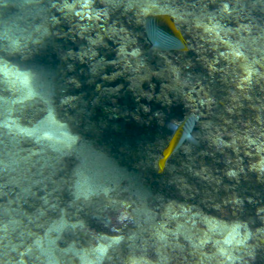 Ausbeute beim schnorcheln