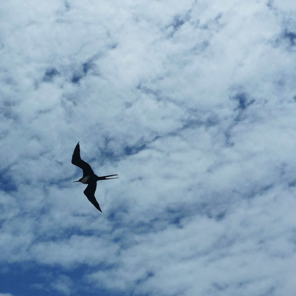 riesige Fregattvögel