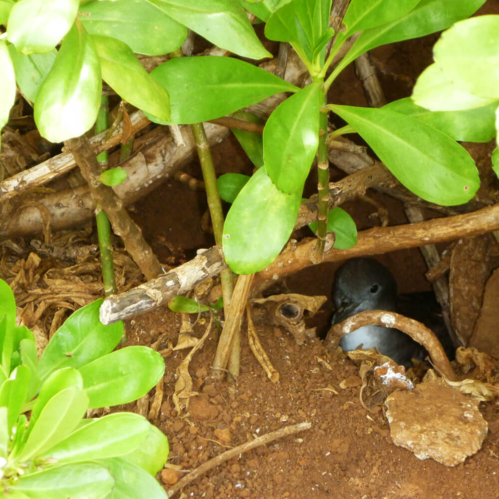 und kleine Albatrosse die in Erdlöchern brüten